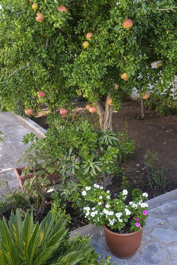 ספצס Villa Anesis מראה חיצוני תמונה